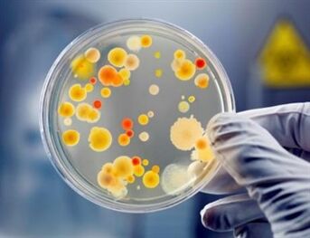 Bacteriile pot provoca prostatita cronică