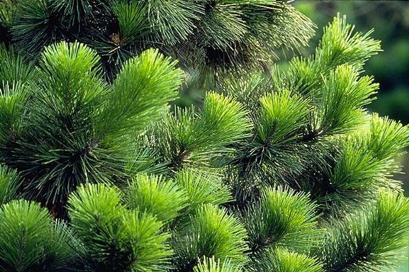 ace pentru tratamentul prostatitei